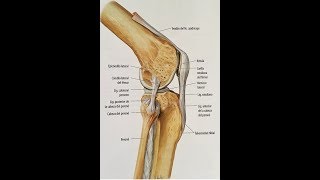 ARTICULACION DE LA RODILLA [upl. by Ettennej]