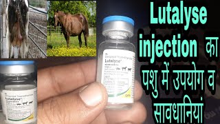 Lutalyse injection का पशुओं में क्या उपयोग है पशु को 72 घंटे में हिट में लाएऔर क्या सावधानी रखें [upl. by Emsmus]