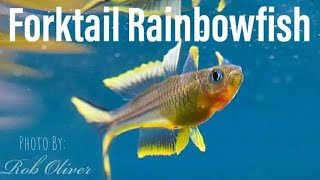 How to Breed the Forktail Rainbowfish Pseudomugil Furcatus [upl. by Gellman]