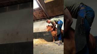 Trimming a Shetland without a headcollar is no easy task 😅😂 horse cute youtubeshorts fyp [upl. by Flowers]