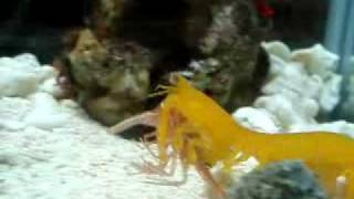 Pseudosquilla ciliata eats Shrimp [upl. by Assenov]