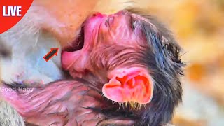 🔴 LIVE Congrats Baby Just Born Now After Mother Giving Birth Baby Tries to Find First Get Milk [upl. by Akeber]