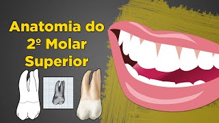 Segundo Molar Superior Anatomia  Resumo de Anatomia Dental  Dente 17 e 27 [upl. by Rim671]