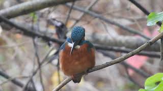 A quick sighting of the Regents Canal kingfisher cheered me up no end this lunchtime [upl. by Bartle]