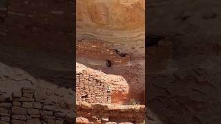 Ancient Cliff Dwellings Canyon of the Ancients National Monument Colorado 🏜️🇺🇸 hiking colorado [upl. by Grania581]