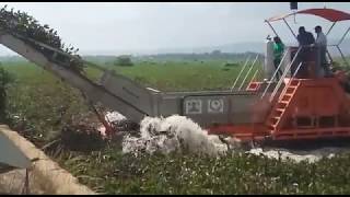 removal of invasive water hyacinth in lake victoria is currently underway [upl. by Zoe]