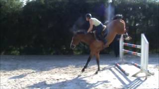 Caretino xx Carthago 5y  Horse for SALE [upl. by Deerdre]