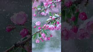 Pink flowers wow ice rain lovely [upl. by Alag]