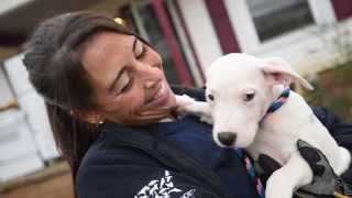 Emaciated Dogs Rescued in Alabama [upl. by Addi]