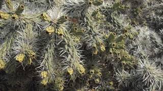 Cactus de Arizona Cylindropuntia tunicata Opuntia tunicata wwwriomoroscom [upl. by Notyard]