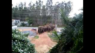 Wild Elephants in Bangalore [upl. by Jo-Anne722]