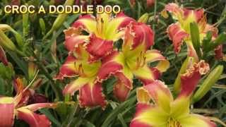 2015 LADYBUG DAYLILIES INTRODUCTIOS [upl. by Inattyrb284]