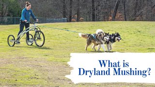 An Introduction To Dryland Mushing [upl. by Yt]