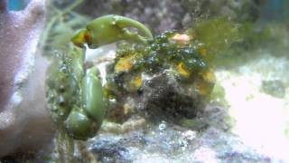 Emerald Crab eating Bubble Algae [upl. by Nehepts]