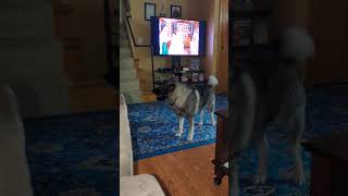 Our Elkhound is very picky Enjoy the video please subscribe 🐕🐕 [upl. by Anileme]