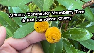 Arbutus unedo ‘Compacta’ Dwarf Strawberry Tree vs Red Jamaican Cherry Muntingia Calabura [upl. by Riebling]