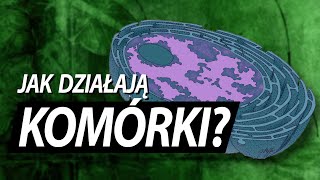 Komórka jak ogromna fabryka [upl. by Yert]