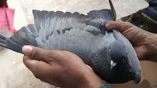 old Line Pigeons for sale in Bangalore👉8553851541 [upl. by Nevin]