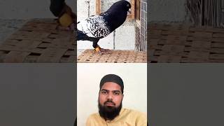 Kabootar pigeon bird shortvideo short viralvideo viralreels viralshorts video 💕❤️👌 [upl. by Wyck]