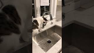 Cat vs Kohler Touchless Faucet [upl. by Meekah625]