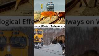 Railroad Industrys Effects On Biodiversity amp Wildlife The Ecological Science Effects 🦌🛤️🐢 wildlife [upl. by Fischer]