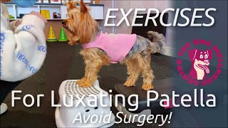 Exercises to Help Avoid Surgery for Luxating Patellas in Dogs [upl. by Ramedlav]