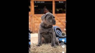 LOS CACHORROS CANE CORSO MAS TOP DE COLOMBIA [upl. by Petersen]