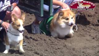 Canterbury Park Corgi Races 7302016 [upl. by Ellette176]