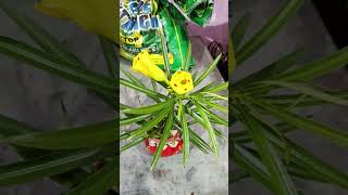 Yellow Oleander plant youtubeshorts viralvideo trending plzsubscribemychannel [upl. by Olecram]