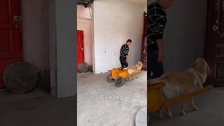 Daring Dog chauffeur 🐕New Viral Gadgets Smart Appliances Kitchen Utensils Home Inventions [upl. by Einnej504]