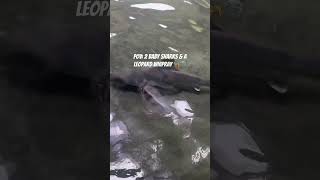 2 Baby Sharks amp A Leopard Whipray 🧜🏾‍♂️babysharks leopard stingray seaworldorlando subscribe [upl. by Klatt410]