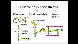 Aprenda Plugado  BACTERIOLOGIA  Aula 04 Slide 20  Síntese de Peptidoglicano [upl. by Ninnahc267]