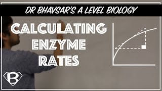 A level biology How to calculate enzyme rates [upl. by Catrina]