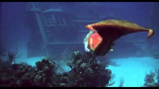 Splash1984720p under water scene [upl. by Farlie912]