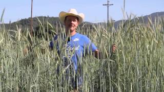 Cereal Rye Cover Crop [upl. by Ziwot201]