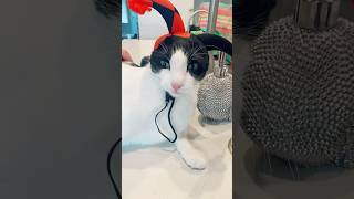 Cat Halloween Costume Party 😻🎃 halloweencostume catvideos happyhalloween [upl. by Kella523]