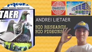 History of Andrei Lietaer  Racing Pigeon Series ft Bio Research Bio Pigeons [upl. by Kuehnel341]