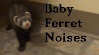 Baby Ferret Noises [upl. by Plantagenet401]