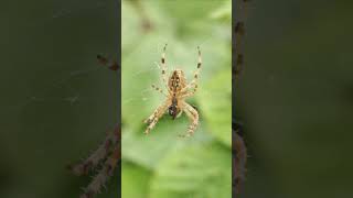 La vie sauvage araignée nature wildlifephotography [upl. by Gottlieb430]