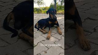 dear comrade good friends shorts youtubeshorts tncwellness gaumata dog doglover [upl. by Andrey207]