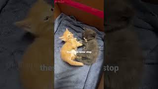 shortvideo cat petschannel catvideos funny ytpets funnyanimal pets funnypetschannel [upl. by Solon]