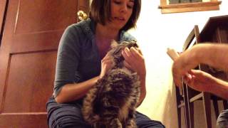 How to make a cat eat hairball gel [upl. by Vaules722]