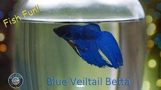 Blue Veiltail Betta fighter Fish likes to Hunt feeding with slow motion [upl. by Bron]