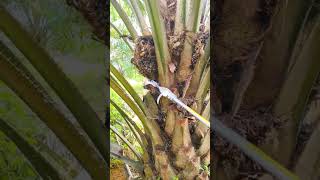 The process of cutting the fruit from an oil palm tree [upl. by Ivey]