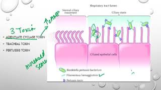 Bordetella pertussis [upl. by Libys]