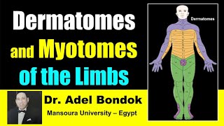 Dermatomes and Myotomes of the Body Dr Adel Bondok [upl. by Apfel]