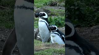 Dancing Penguins Natures Best Performersquot WildlifeDance PenguinDance [upl. by Weed578]