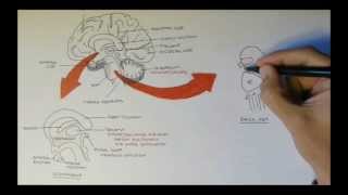 Brain Anatomy Overview  Lobes Diencephalon Brain Stem amp Limbic System [upl. by Godfree]