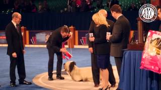 Skye Terrier quotCharliequot Wins Best In Show At AENC 2014 [upl. by Kele]