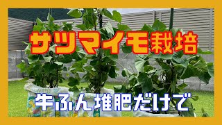 【さつまいも栽培】さつまいもは牛ふん堆肥だけで育つのか？ Can sweet potatoes be grown using only cow dung compost [upl. by Ahcmis]